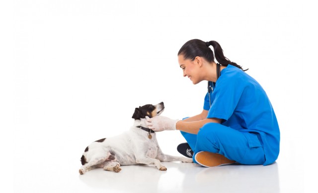 SAM–e  (S–adenosylmethionin)  a jeho přínos pro zdraví geriatrických psů a koček