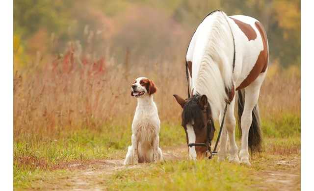 ALAVIS™ Traumagel – Pohotová pomoc při bolestivosti pohybového aparátu koní a psů