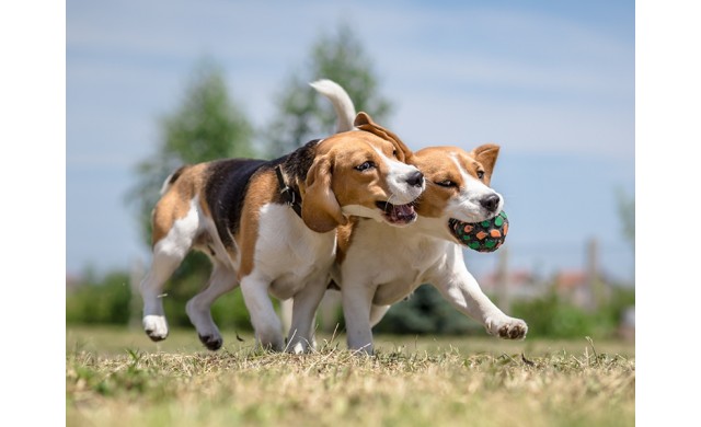 Proč nemá ALAVIS™ jen jeden veterinární přípravek kloubní výživy pro psy a kočky?                     